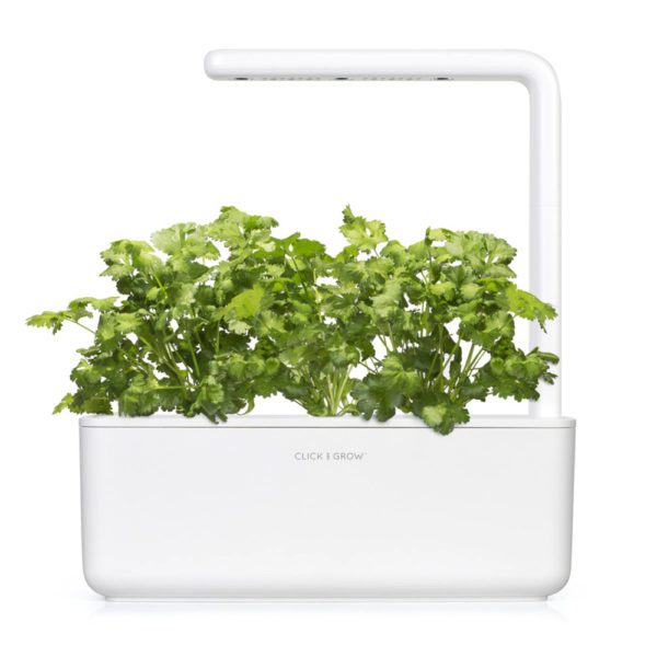 CLICK & GROW - SET 3 CIALDE CORIANDOLO - Image 3