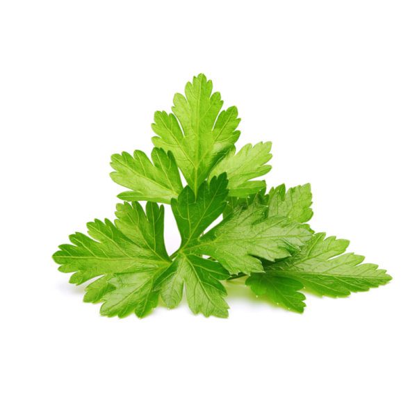 CLICK & GROW - SET 3 CIALDE CORIANDOLO