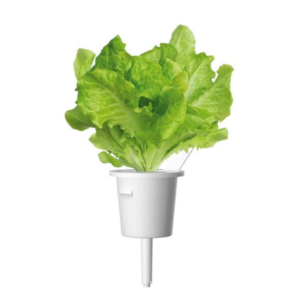 CLICK & GROW - SET 3 CIALDE LATTUGA VERDE - Image 3
